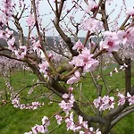 Ferienweingut Hausmann 4* 엘렌츠폴터스도프