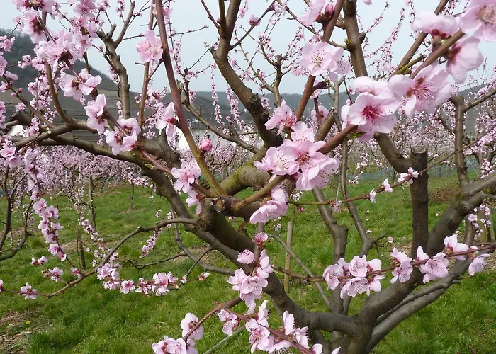 Ferienweingut Hausmann 4* 엘렌츠폴터스도프